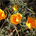 IMG_5977