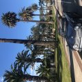 JohnRoberts1967TR4ASanPedroSouthernCalif